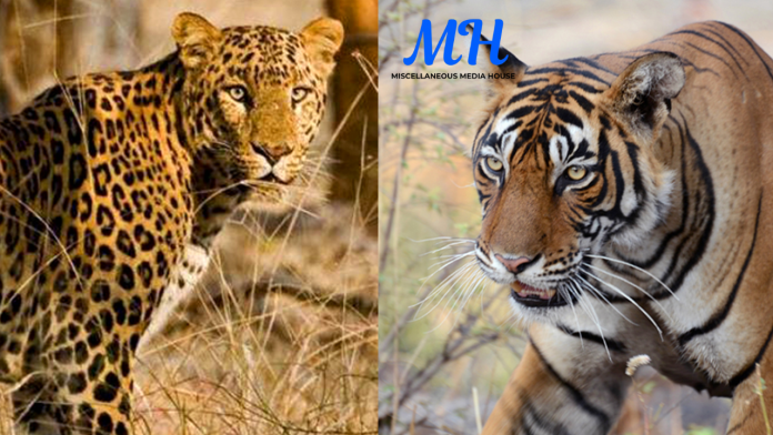 Maharashtra Tiger Leopard Attacks