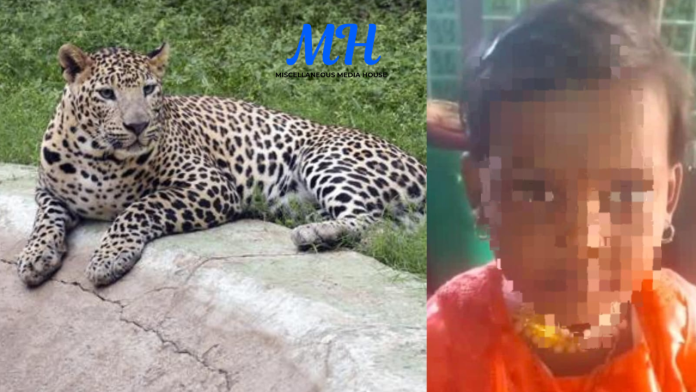 Ahilyanagar Leopard Attacks Ahilyanagar Leopard Attacks