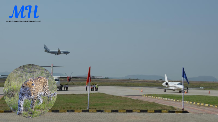 Leopard Spotted On Pune Airport