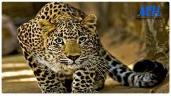 Leopard In Pune