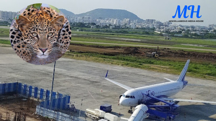 Pune Airport Leopard News